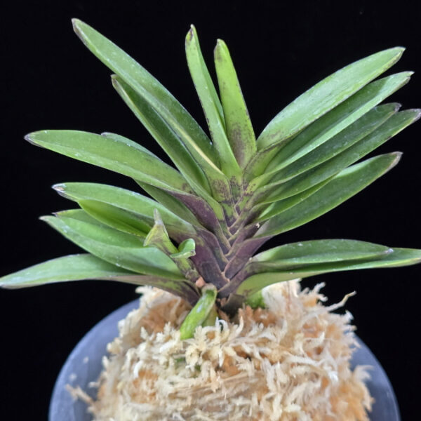 척령 鶺鴒 Sekirei