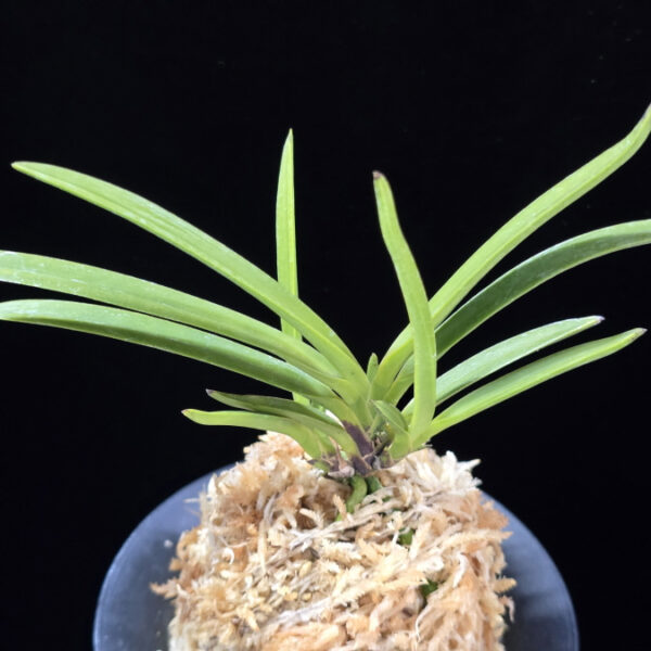 건국 建國 Kenkoku