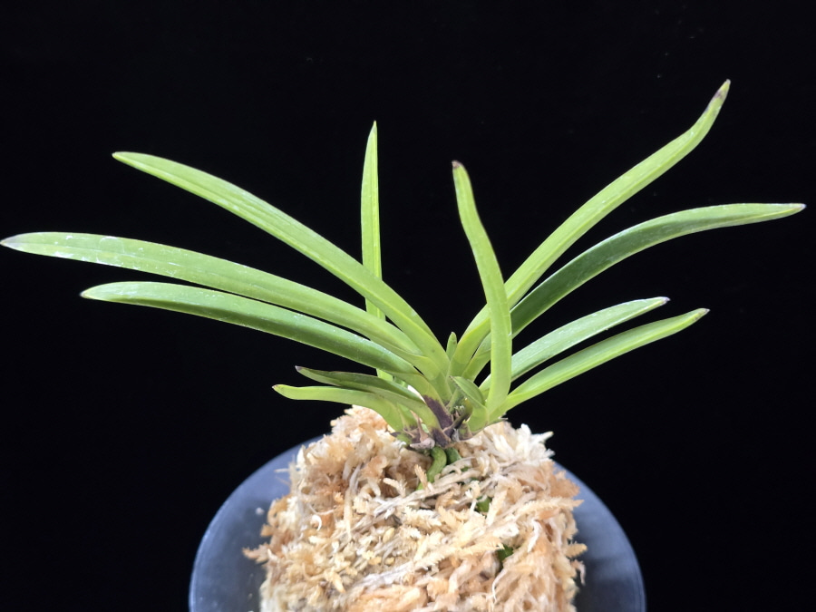 건국 建國 Kenkoku 건국 建國 Kenkoku