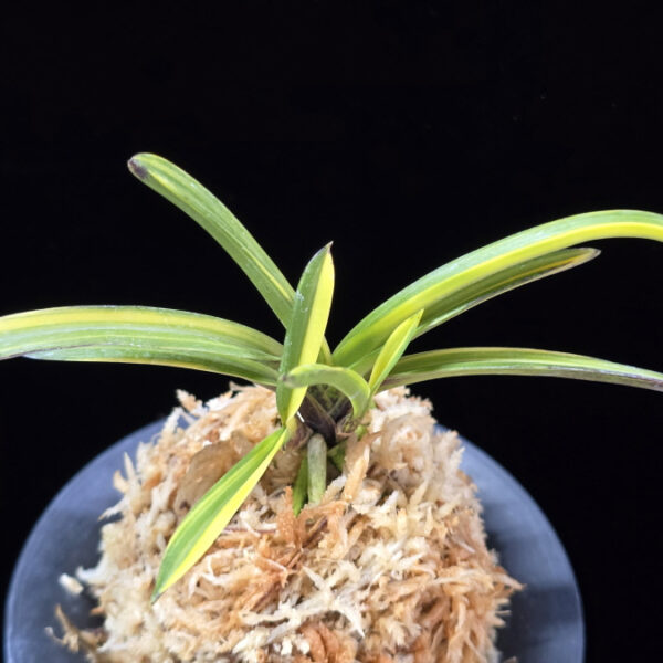 금두 金兜 Kinkabuto