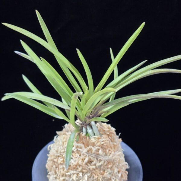 춘급전 春及殿 Shunkyuden