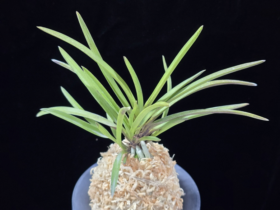 춘급전 春及殿 Shunkyuden 춘급전 春及殿 Shunkyuden