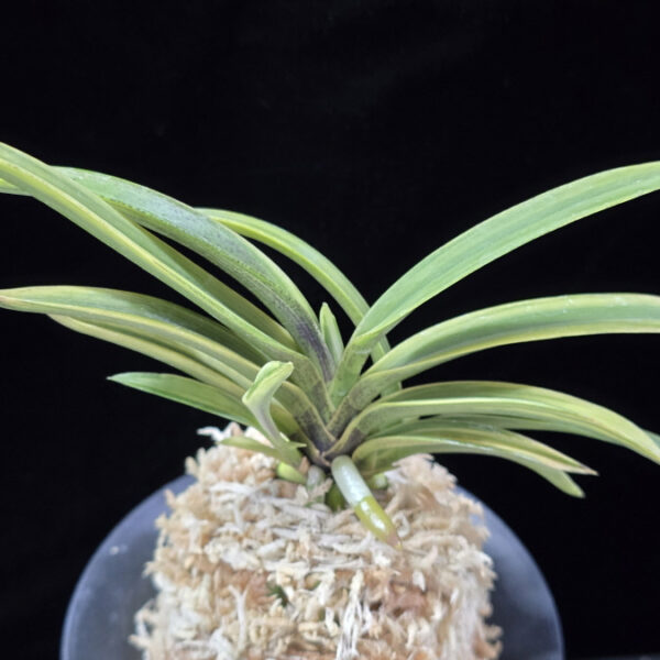 청무관 靑霧冠 Cheongmugwan