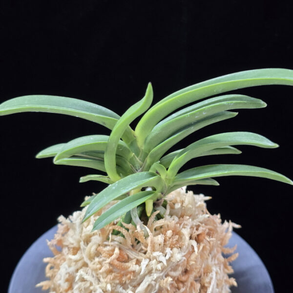 부비 富卑 Bubi (Fugaku+Himiko)