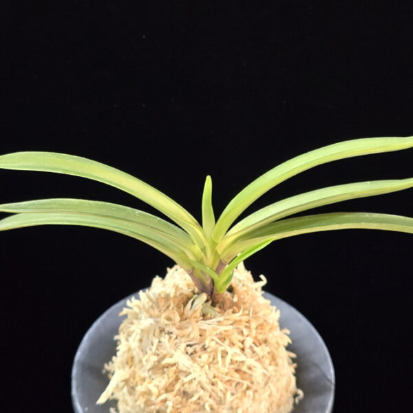 태공망 太公望 Taikobo