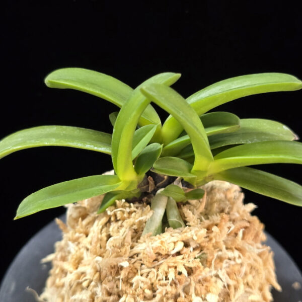 흑룡 黒龍 Kokuryu