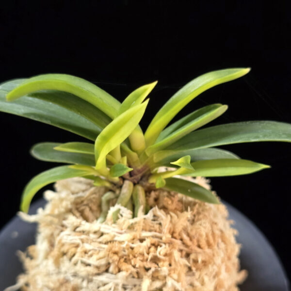 천모단 泉牡丹 Izumibotan