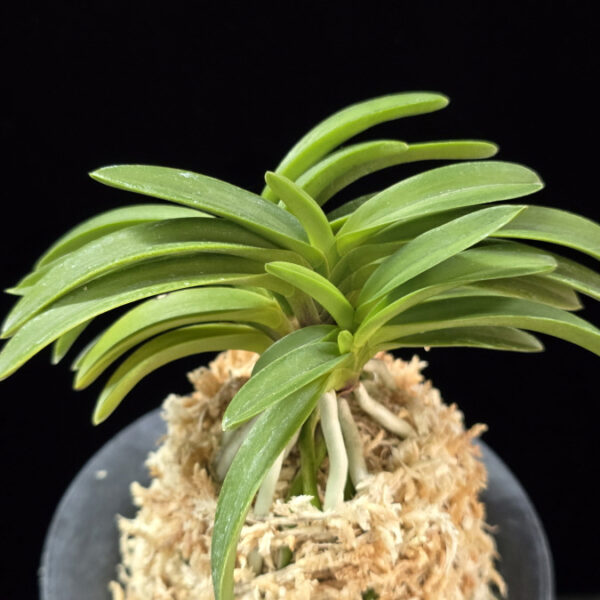 연자홍 戀紫紅 Yeonjahong