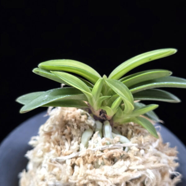 무명호 無名縞 Unnamed - Shima