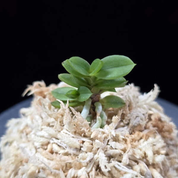 소천옥 小天玉 Kotengyoku