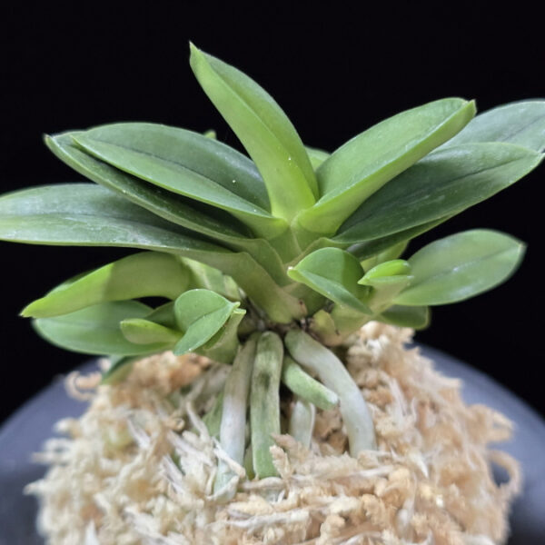 천재 千載 Senzai