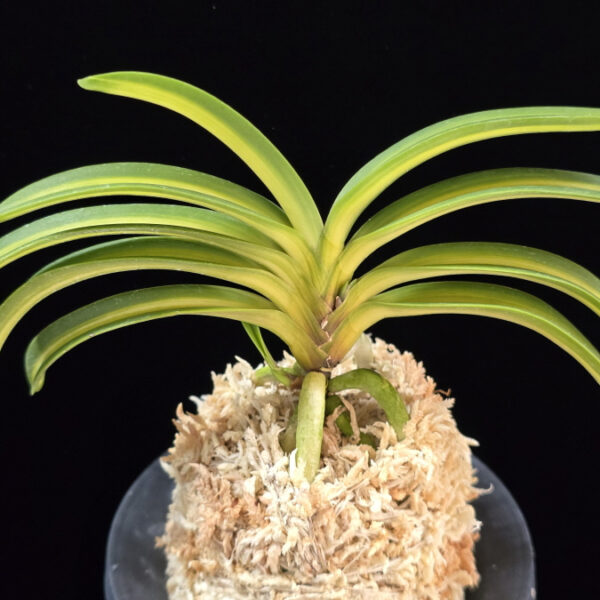 태명금 太明錦 Taemyeongguem