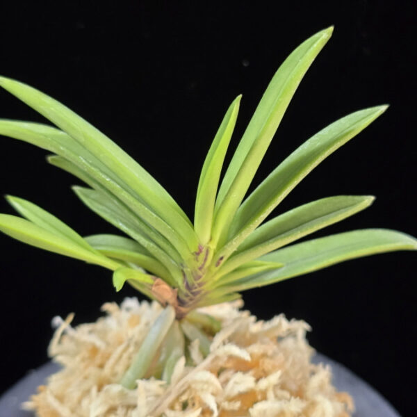 뇌호지검 瀬戸之剣 Seto no Tsurugi