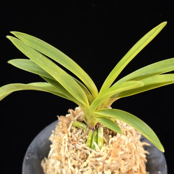 백천황 白天晃 Hakutenko ( White root)