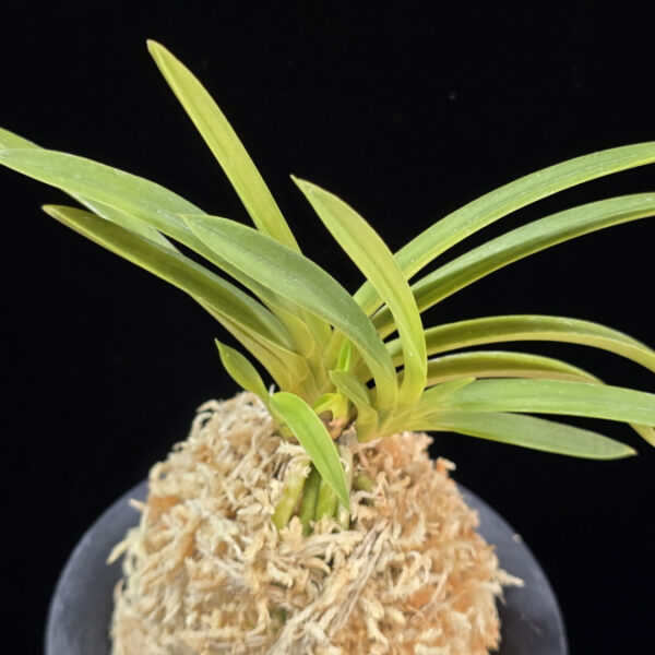 백천황 白天晃 Hakutenko ( White root)