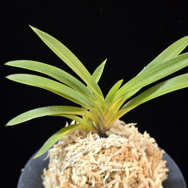 백천황 白天晃 Hakutenko ( White root)