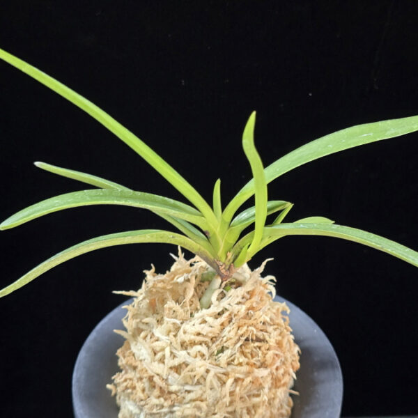 천대지수 千代之壽 Chiyo no kotobuki