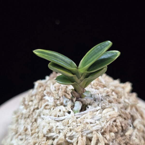 천흑 天黑 Cheonheuk