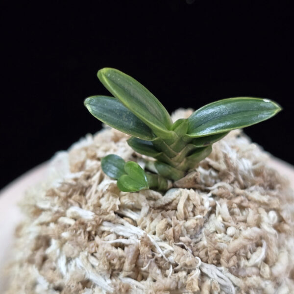 천흑 天黑 Cheonheuk