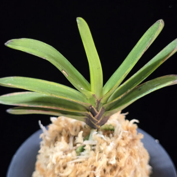 인왕전 仁王殿 Nioden