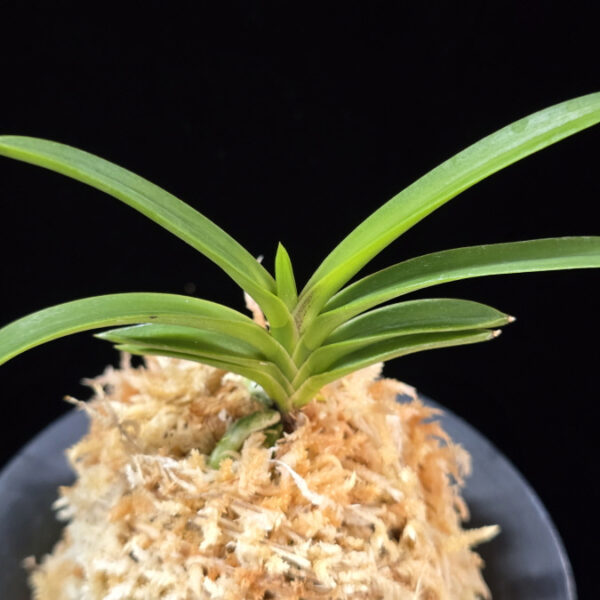 삼원홍 三元紅 Samwonhong (3 spur)