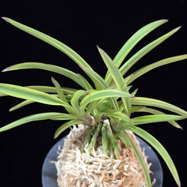 수홍 琇紅 Suhong