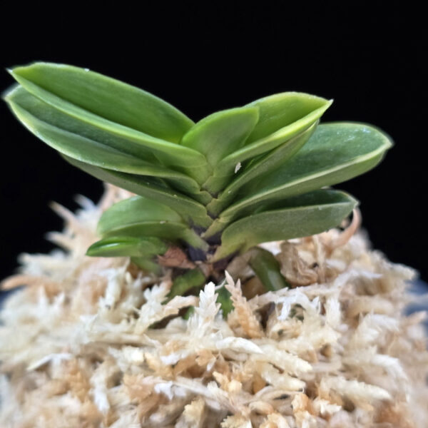 홍몽상 紅夢想 Hongmongsang