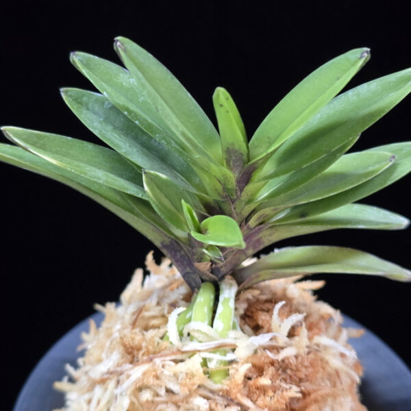 척령 鶺鴒 Sekirei