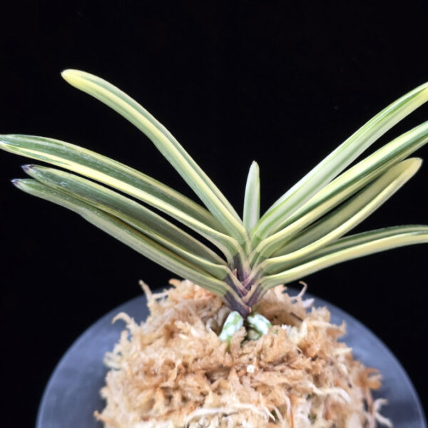 은세계 銀世界 Ginsekai