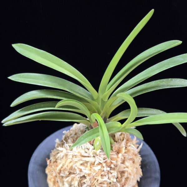 천녀지무 天女の舞 Tennyo no Mai