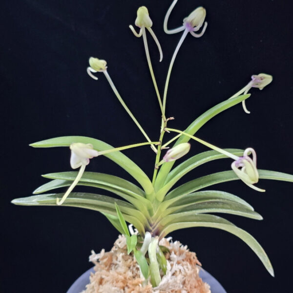 천녀지무 天女の舞 Tennyo no Mai