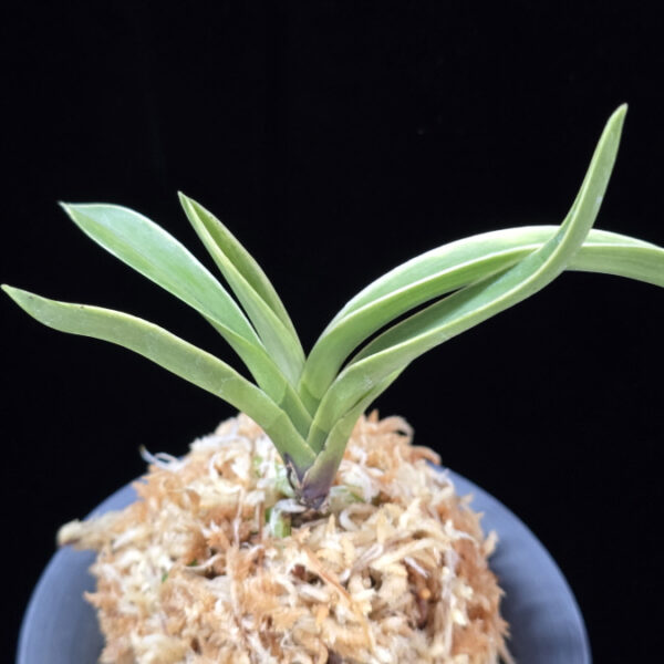 자미성 紫微星 Jamiseong (Sibisei)