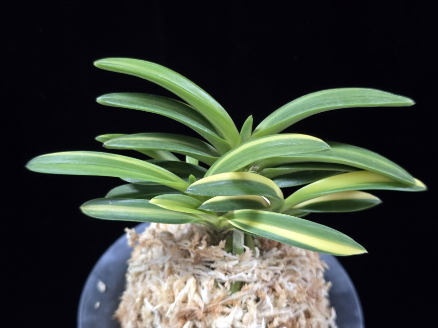 대응환호 大鷹丸縞 Otakamaru shima 대응환호 大鷹丸縞 Otakamaru shima