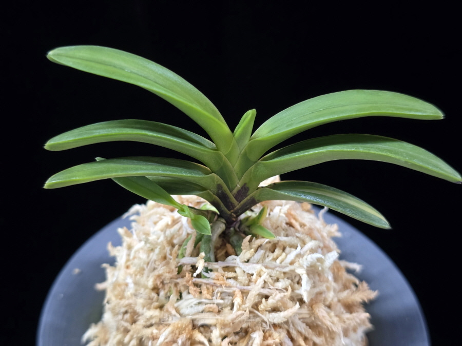 대응환호 大鷹丸縞 Otakamaru shima 대응환호 大鷹丸縞 Otakamaru shima