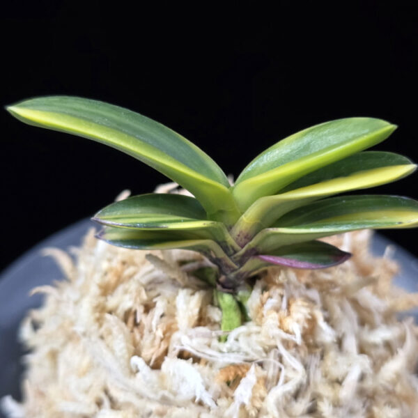 신락 神樂 Sinrak