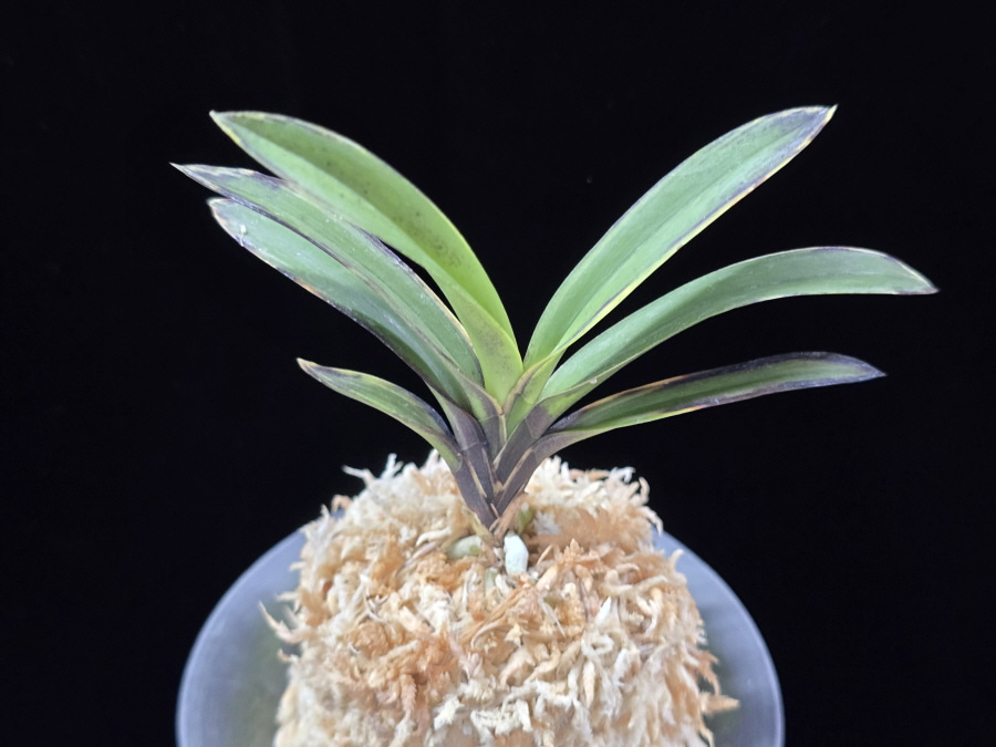 왕조 王朝 Wangjo 왕조 王朝 Wangjo