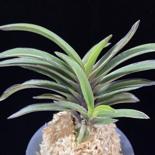 왕조 王朝  Wangjo