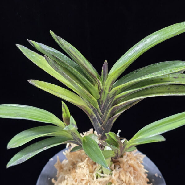 진묵 鎭墨 Jinmuk