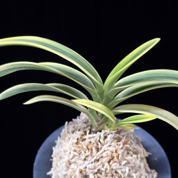 고천관 高天冠 Gocheongwan