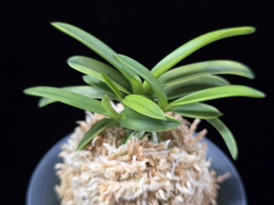 대호 大虎 Daeho (Onamisekai Tora) 대호 大虎 Daeho (Onamisekai Tora)