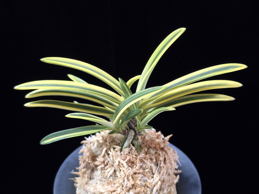 왕관 王冠 Okan 왕관 王冠 Okan