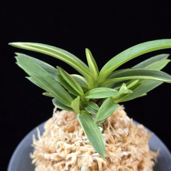 백결단엽 白潔短葉 Hakugetsu Tanba