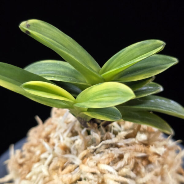 무학금 舞鶴錦 Maizuru Nishiki