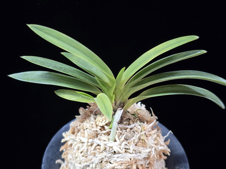 백천황 白天晃 Hakutenko ( White root) 백천황 白天晃 Hakutenko ( White root)