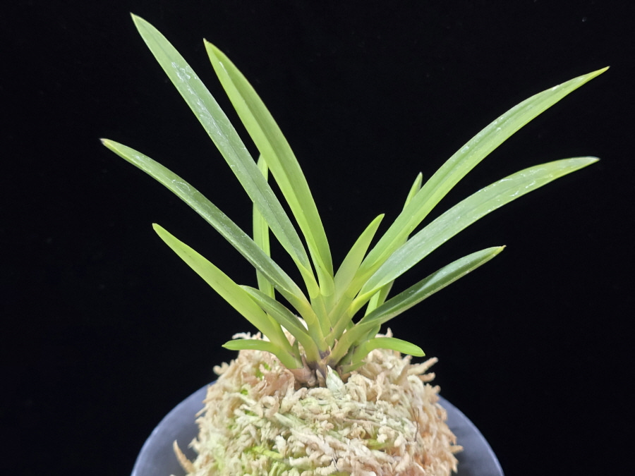 건국 建國 Kenkoku 건국 建國 Kenkoku