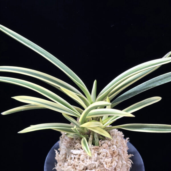 내위 匂威 Nioiodoshi