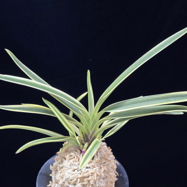 내위 匂威 Nioiodoshi