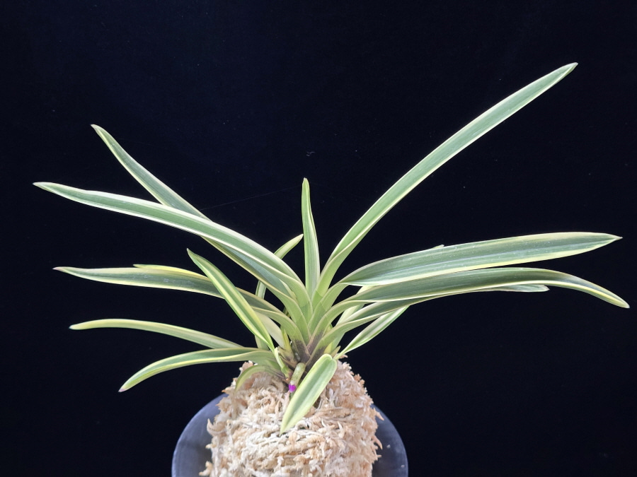 내위 匂威 Nioiodoshi 내위 匂威 Nioiodoshi