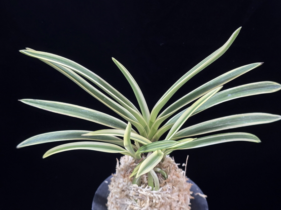 내위 匂威 Nioiodoshi 내위 匂威 Nioiodoshi