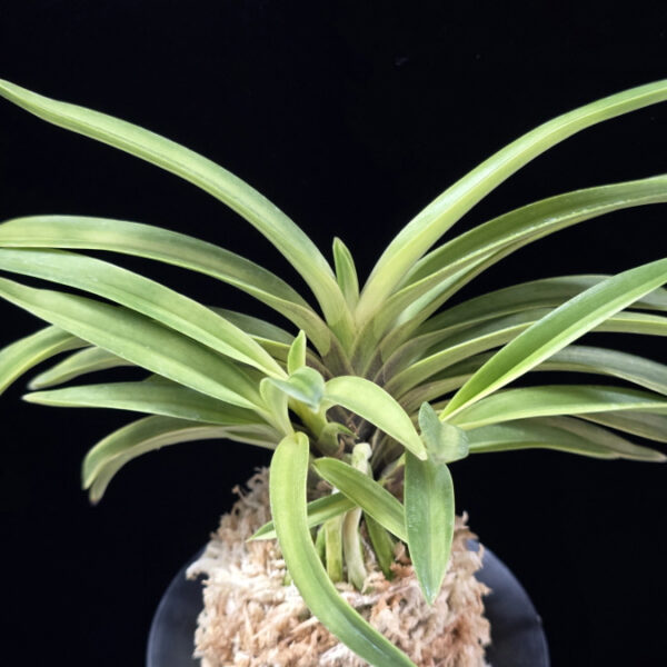 취설 吹雪  Chwiseol